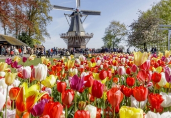 オランダ ベルギーお花巡りの旅7日間