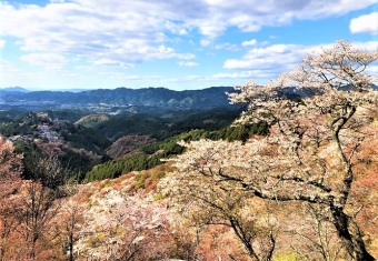 パーパスジャパンの国内旅行 国内ツアー奈良 吉野山の千本桜と京都 和束の茶源郷を訪ねる2泊3日