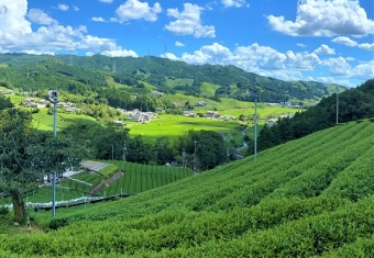 パーパスジャパンの国内旅行 国内ツアー奈良 吉野山の千本桜と京都 和束の茶源郷を訪ねる2泊3日